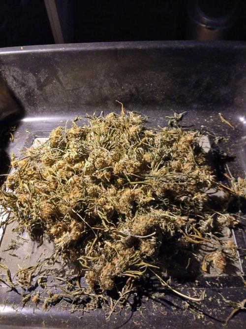 Raunächte-Grow mit Exotic Seed. Week 12