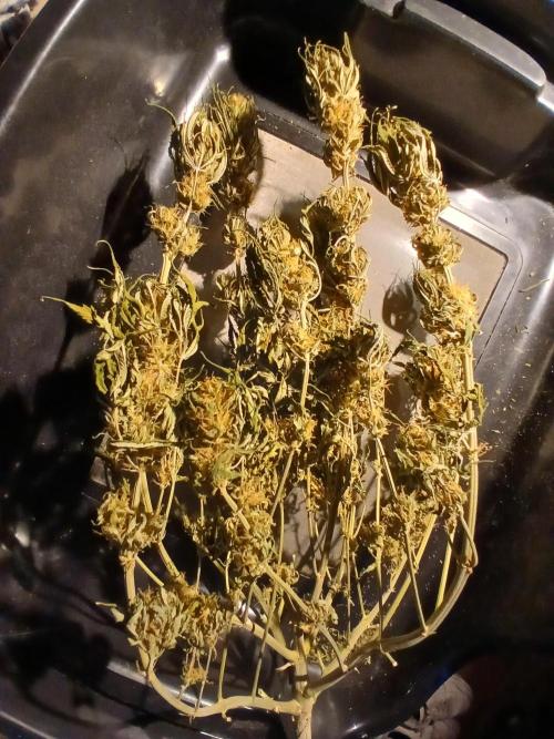 Raunächte-Grow mit Exotic Seed. Week 12