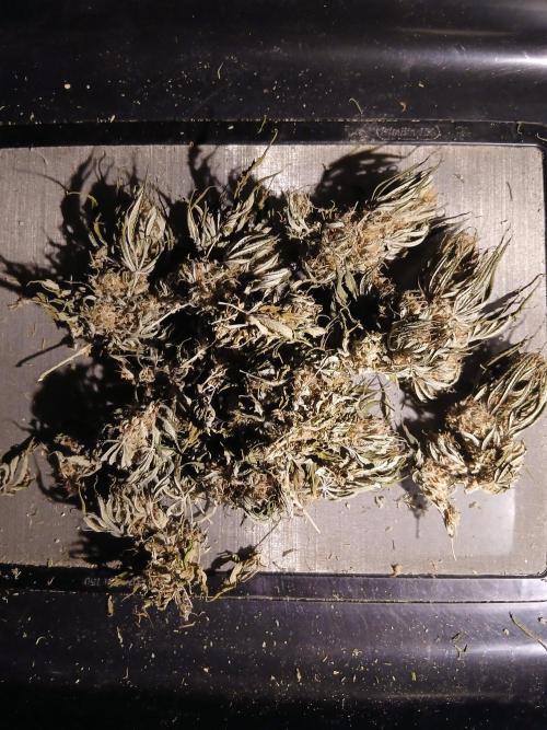 Raunächte-Grow mit Exotic Seed. Week 12