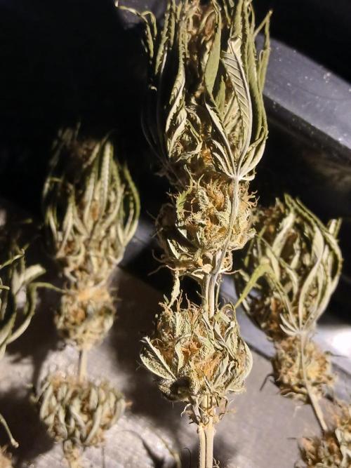 Raunächte-Grow mit Exotic Seed. Week 12