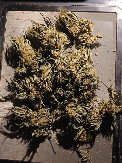 Raunächte-Grow mit Exotic Seed. Week 12