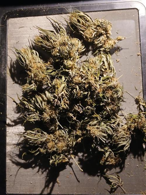Raunächte-Grow mit Exotic Seed. Week 12