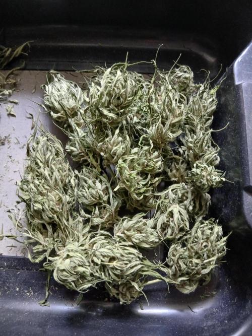 Original Skunk meets Auto. Week 13