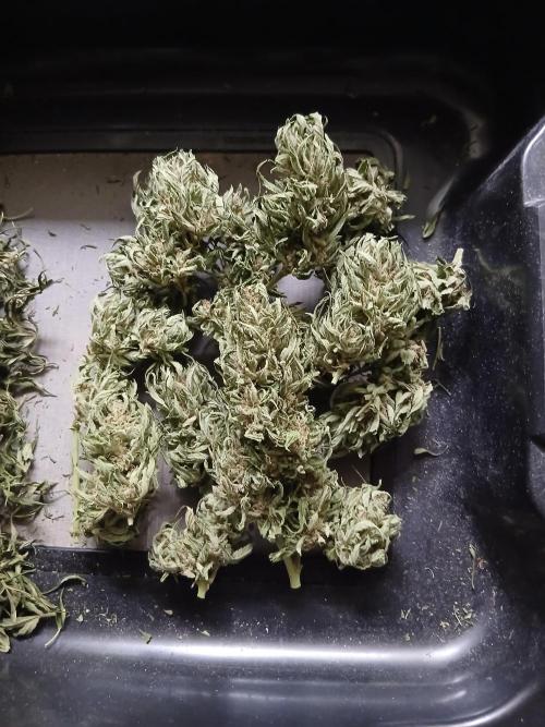 Original Skunk meets Auto. Week 13