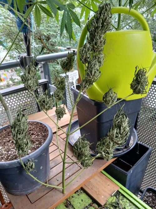 Original Skunk meets Auto. Week 13