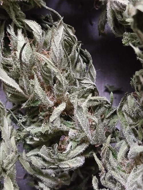 Original Skunk meets Auto. Week 13