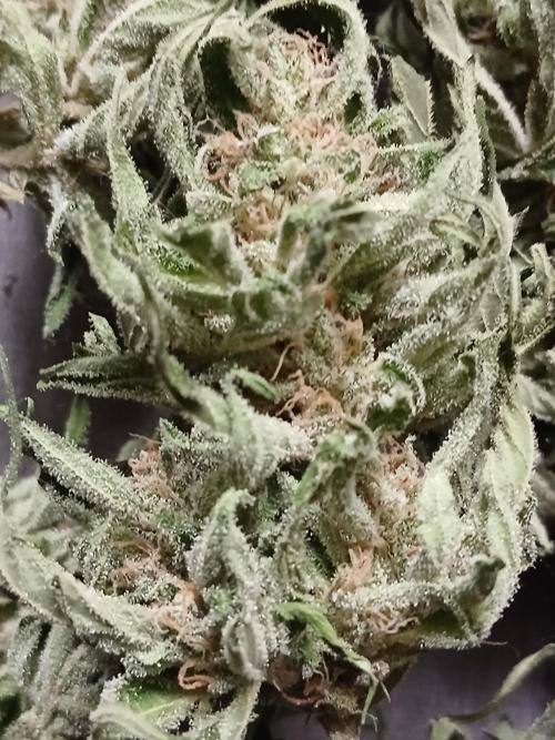 Original Skunk meets Auto. Week 13