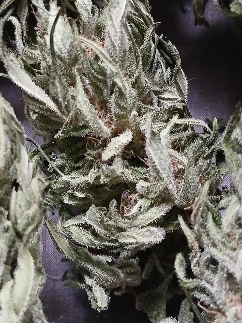 Skunk Auto. Week 13