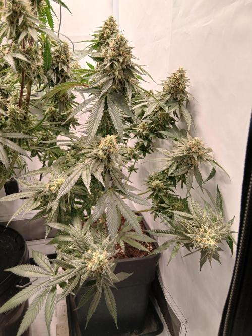Super Sativa Seed Club Soil Version. Week 13