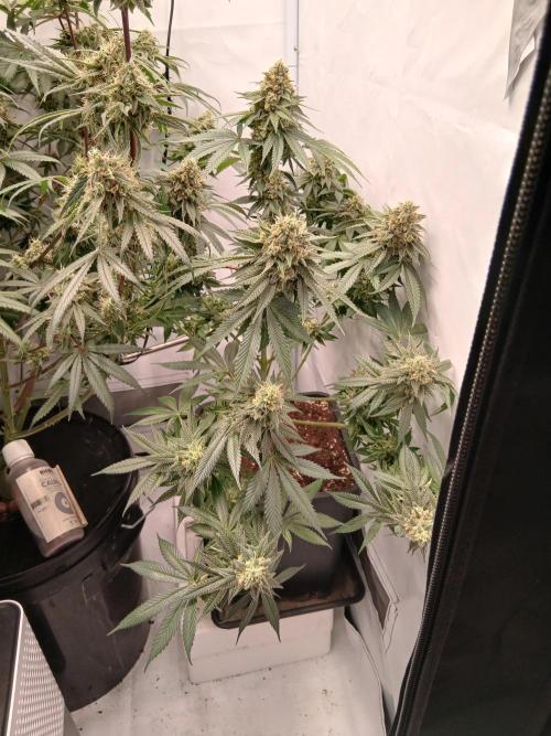 Super Sativa Seed Club Soil Version. Week 13