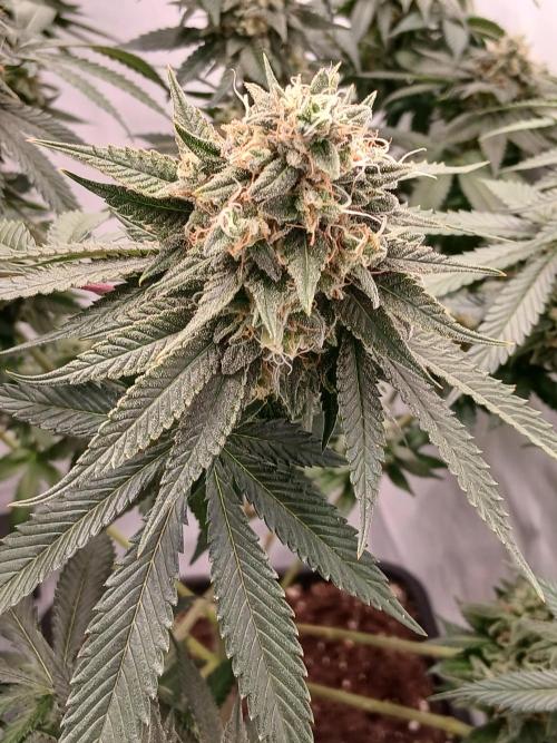 Super Sativa Seed Club Soil Version. Week 13