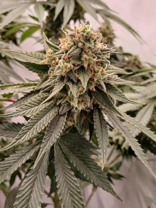 Super Sativa Seed Club Soil Version. Week 13