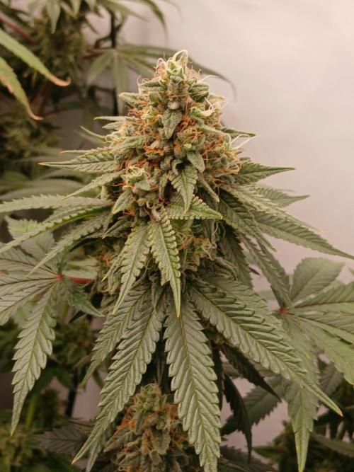 Super Sativa Seed Club Soil Version. Week 13