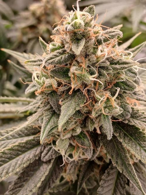 Super Sativa Seed Club Soil Version. Week 13