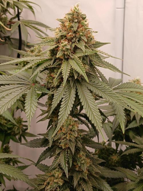 Super Sativa Seed Club Soil Version. Week 13