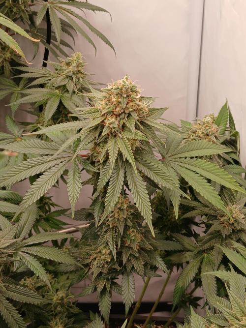 Super Sativa Seed Club Soil Version. Week 13