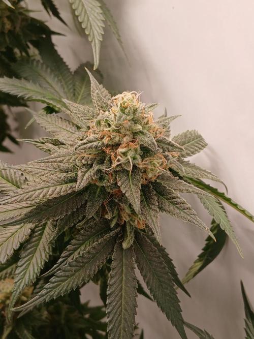 Super Sativa Seed Club Soil Version. Week 13