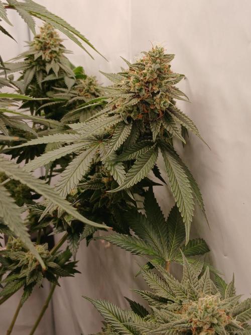 Super Sativa Seed Club Soil Version. Week 13