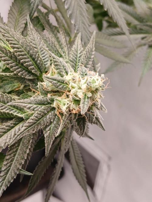Super Sativa Seed Club Soil Version. Week 13