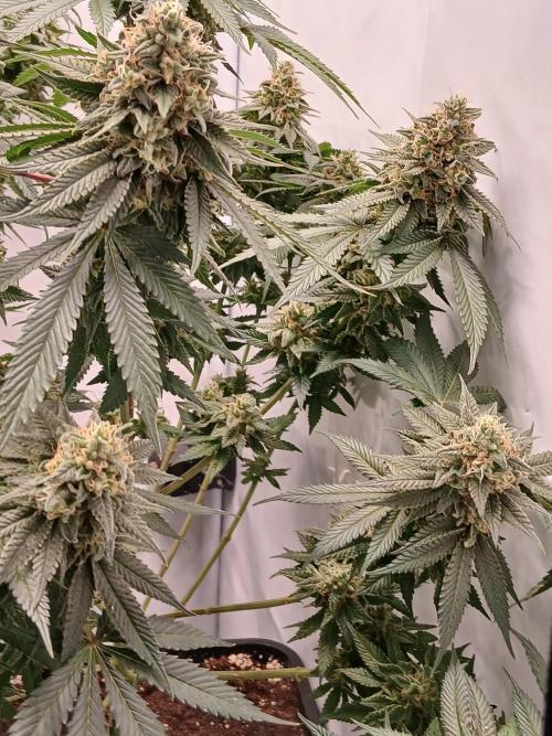 Super Sativa Seed Club Soil Version. Week 13