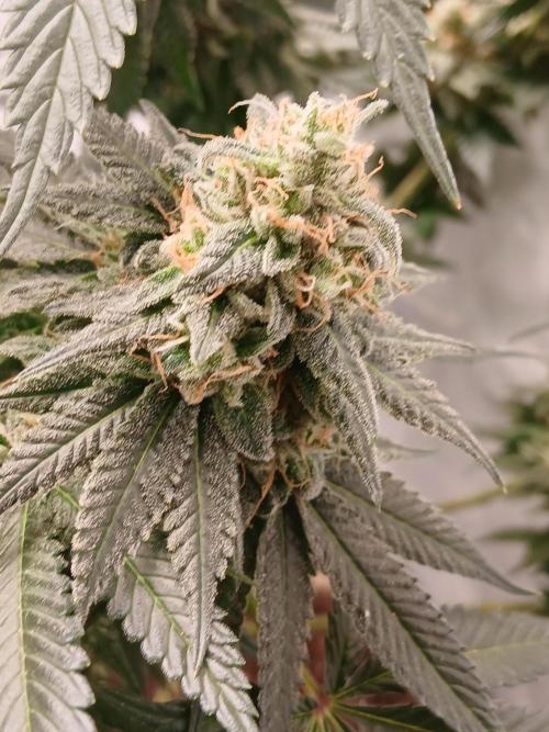 Super Sativa Seed Club Soil Version. Week 13