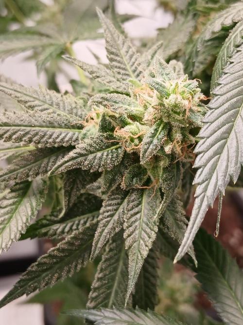 Super Sativa Seed Club Soil Version. Week 13