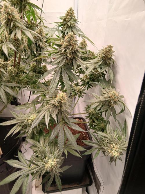 Super Sativa Seed Club Soil Version. Week 13