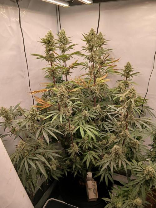 Super Sativa Seed Club DWC Version. Week 13