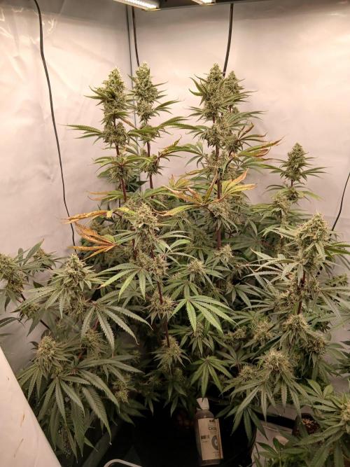 Super Sativa Seed Club DWC Version. Week 13