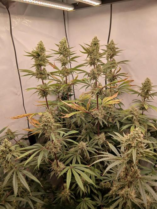 Super Sativa Seed Club DWC Version. Week 13