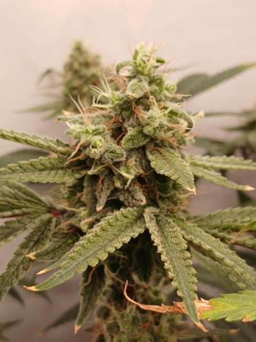Super Sativa Seed Club DWC Version. Week 13
