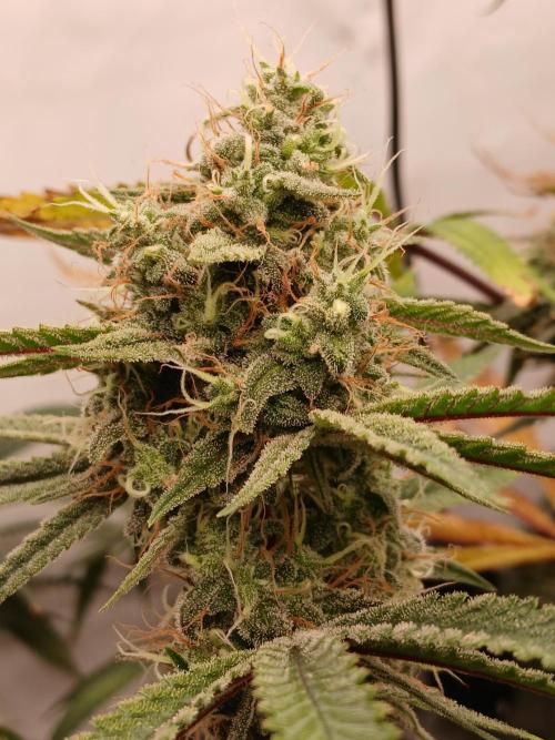 Super Sativa Seed Club DWC Version. Week 13