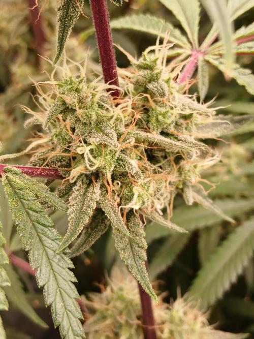 Super Sativa Seed Club DWC Version. Week 13