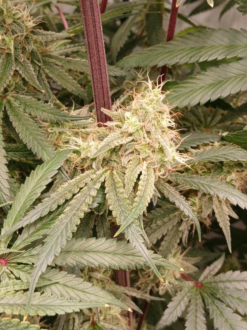 Super Sativa Seed Club DWC Version. Week 13