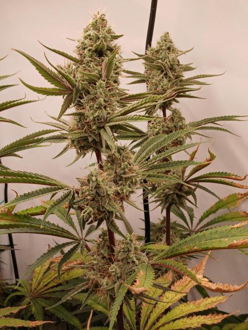 Super Sativa Seed Club DWC Version. Week 13