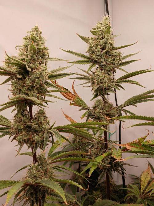 Super Sativa Seed Club DWC Version. Week 13