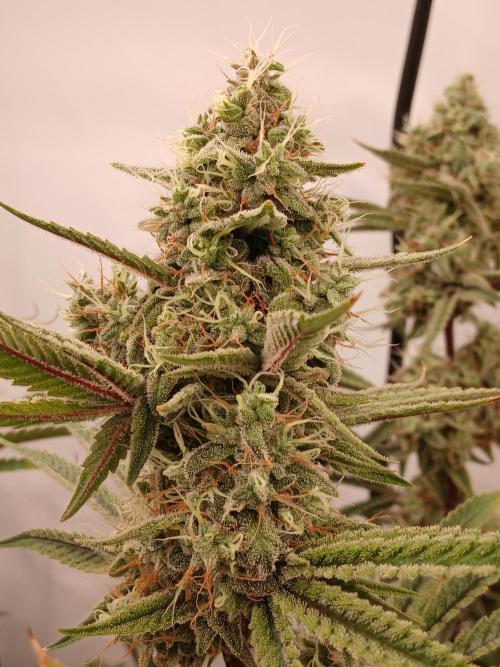 Super Sativa Seed Club DWC Version. Week 13
