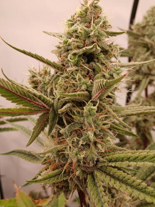 Super Sativa Seed Club DWC Version. Week 13