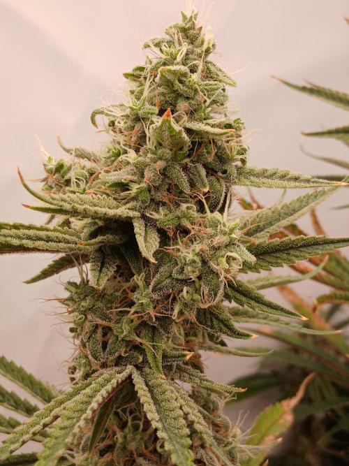 Super Sativa Seed Club DWC Version. Week 13