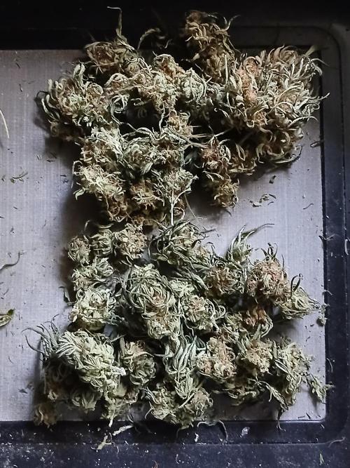 Ghost Train Og. Week 13