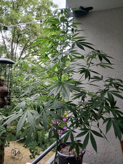 Super Sativa Seed Club Outdoor Version. Week 14