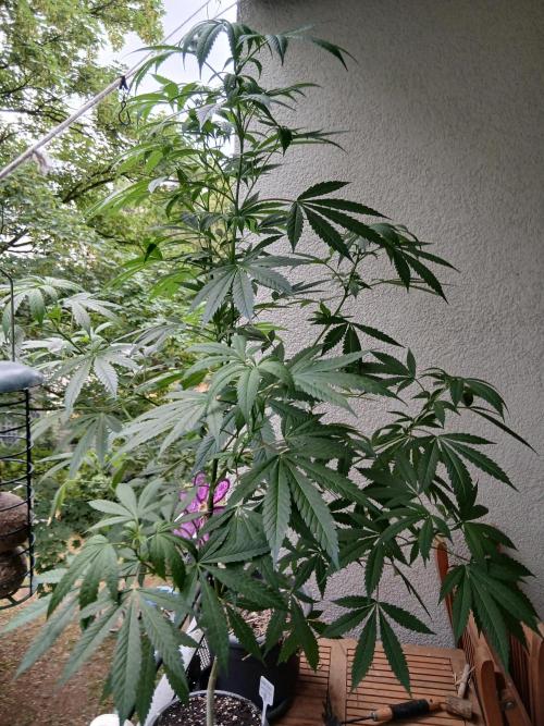 Super Sativa Seed Club Outdoor Version. Week 14