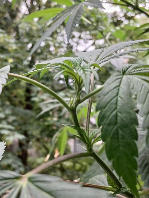 Super Sativa Seed Club Outdoor Version. Week 14