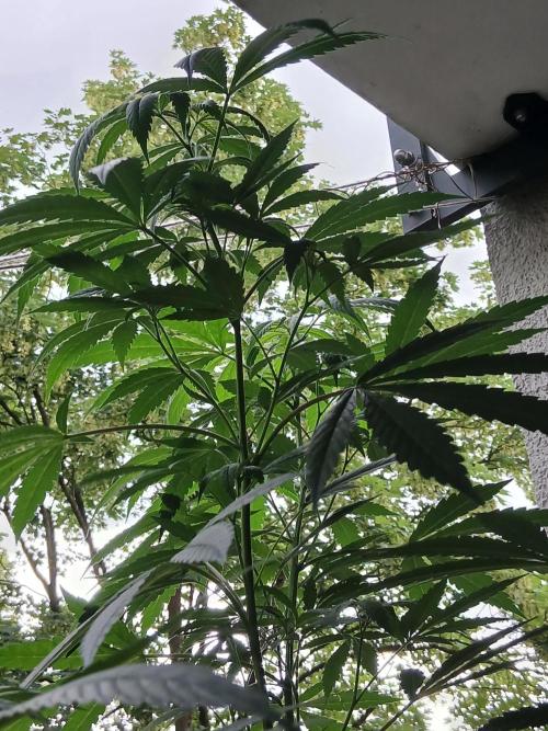 Super Sativa Seed Club Outdoor Version. Week 14