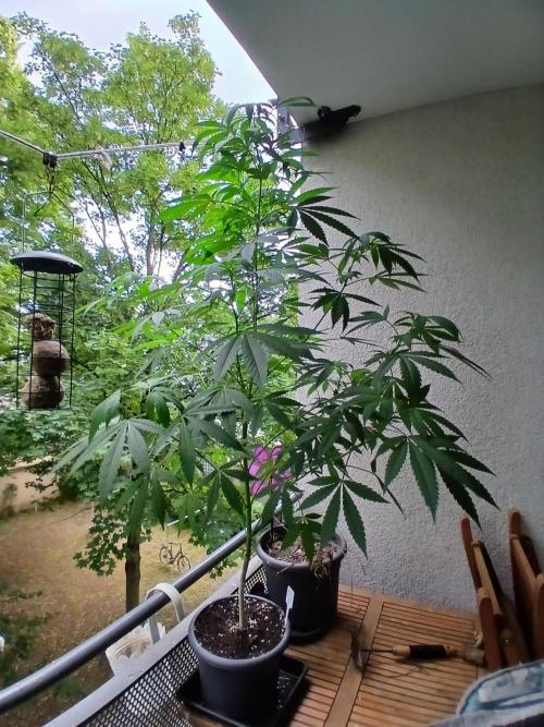 Super Sativa Seed Club Outdoor Version. Week 14