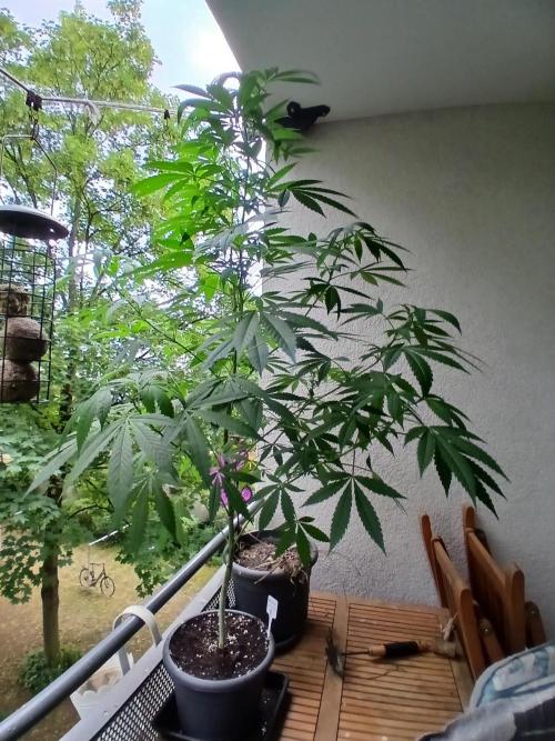 Super Sativa Seed Club Outdoor Version. Week 14