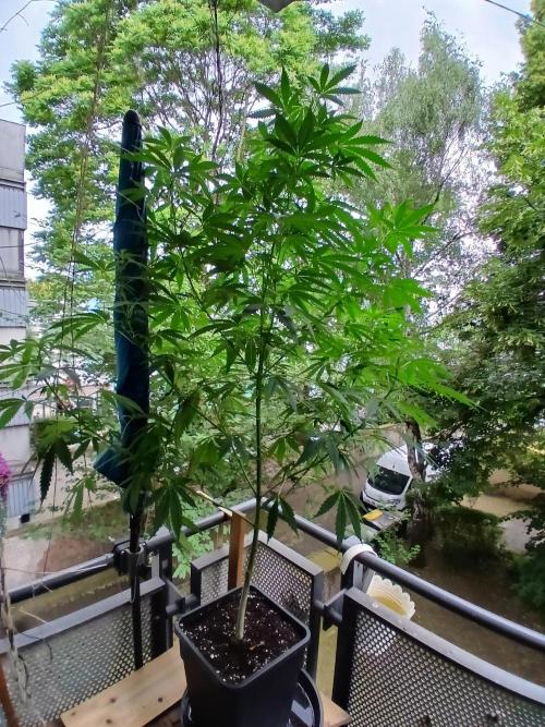Super Sativa Seed Club Outdoor Version. Week 14