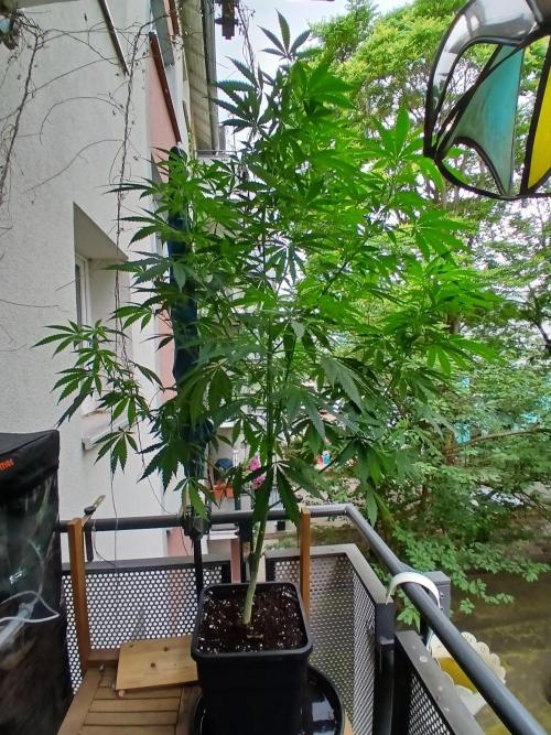 Super Sativa Seed Club Outdoor Version. Week 14