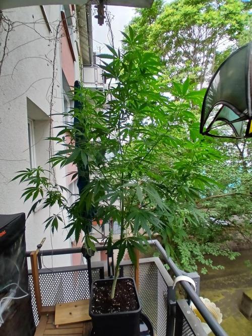 Super Sativa Seed Club Outdoor Version. Week 14