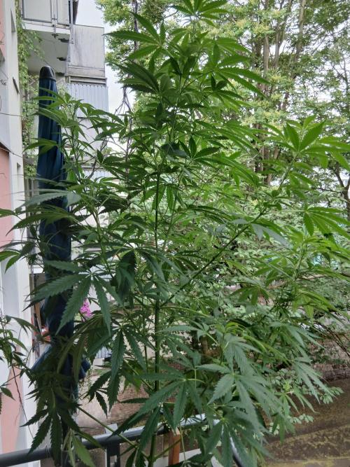 Super Sativa Seed Club Outdoor Version. Week 14